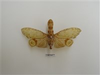 藏品(提燈蟲)的圖片